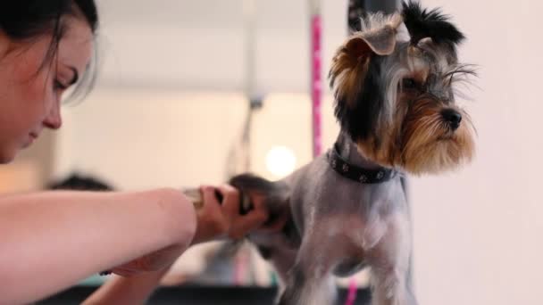 Pet Grooming Salon. Cão recebendo corte de cabelo no salão de Spa Animal — Vídeo de Stock