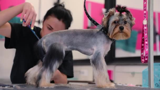 Pet Grooming Salon. Pies coraz włosy cięte w salonie Spa zwierząt — Wideo stockowe
