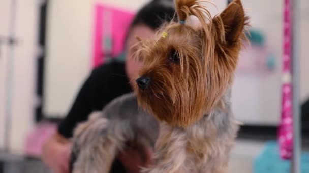 Salón de Aseo. Perro que se corta el pelo en el salón de spa para mascotas — Vídeo de stock