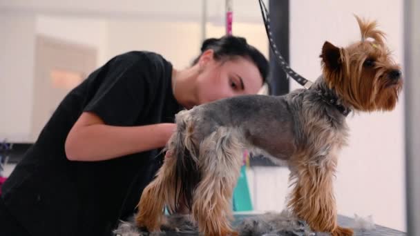 狗的头发剪在美容沙龙。与修剪器的格罗默切割狗 — 图库视频影像