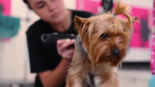 グルーミング サロン。ペットのスパ ・ サロンでカット犬の髪を取得 — ストック動画