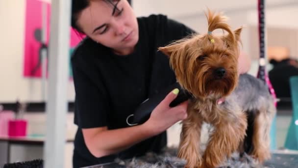 Hundehaarschnitt im Pflegesalon. Groomer Schneidehund mit Trimmer — Stockvideo