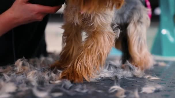 Pet Grooming Salon. Groomer corte de pêlos de cão com aparador — Vídeo de Stock