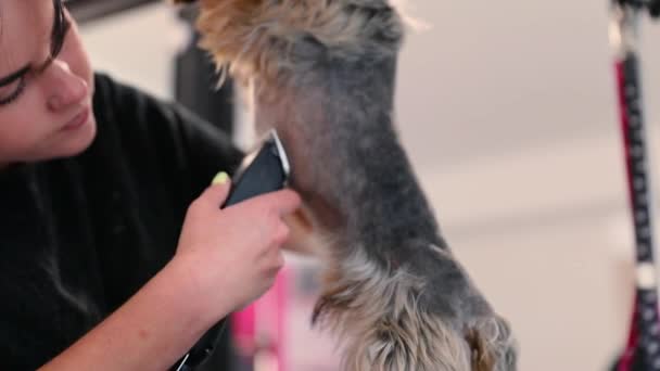 Hundehaarschnitt im Pflegesalon. Groomer Schneidehund mit Trimmer — Stockvideo