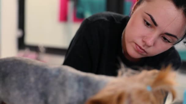 Hundehaarschnitt im Pflegesalon. Groomer Schneidehund mit Trimmer — Stockvideo