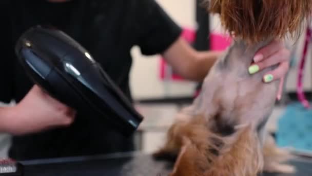 Curare i cani. Pet Groomer asciugatura bagnato Terrier capelli con asciugatrice — Video Stock