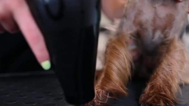 Hundepflege Tierpfleger Trocknet Nasse Terrier Haare Mit Trockner Serviert Hund — Stockvideo
