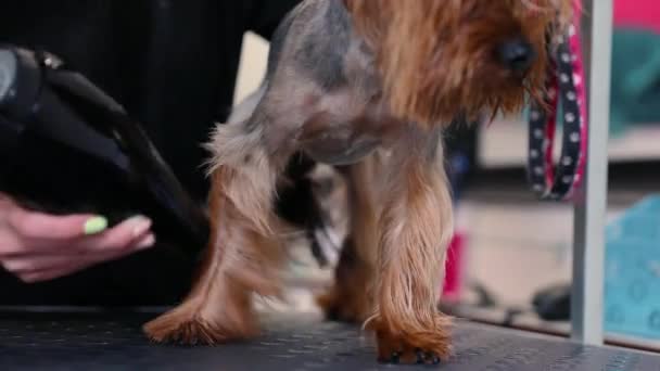 Preparação de Cães. Pet Groomer secagem Wet Terrier cabelo com secador — Vídeo de Stock