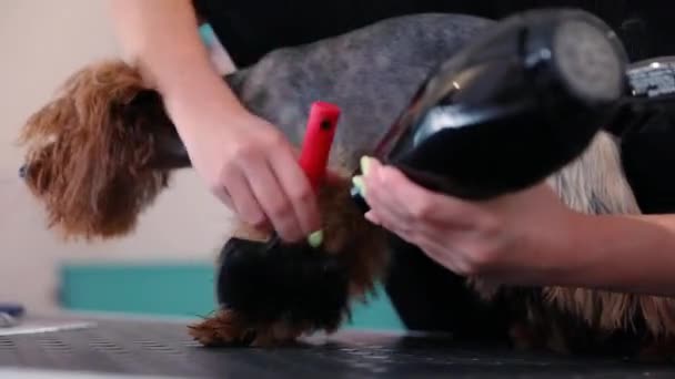 Pet Grooming. Groomer escovação e secagem cão molhado com secador — Vídeo de Stock