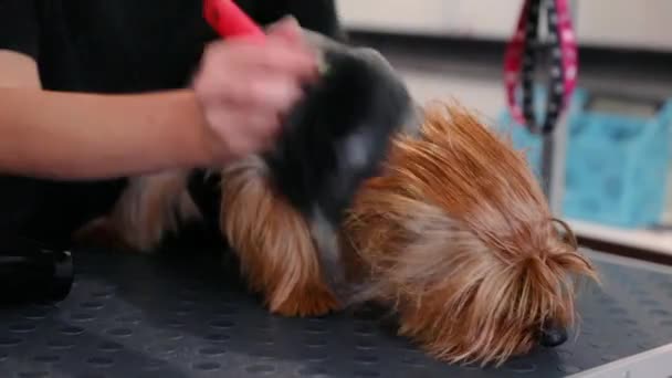 Pet Grooming. Groomer escovação e secagem cão molhado com secador — Vídeo de Stock