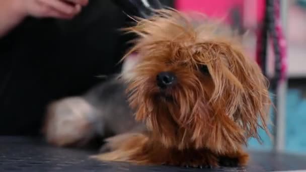 Sällskapsdjur Grooming. Groomer borsta och torka blöt hund med torktumlare — Stockvideo