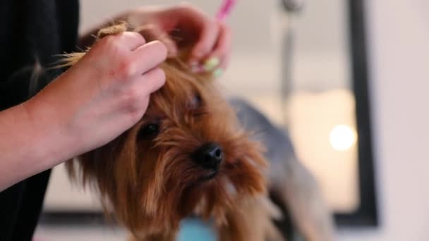 Hundepflege im Tiersalon. Groomer macht Frisur für Terrier — Stockvideo