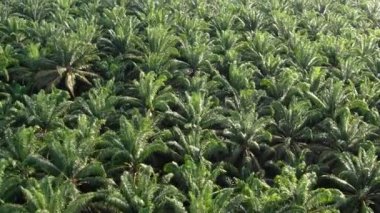 Yeşil palmiye ağaçlarıyla tropikal doğanın havadan görünüşü