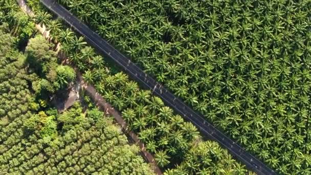 Luchtfoto van de weg door de tropische natuur in Thailand — Stockvideo