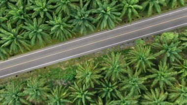 Tayland 'da tropikal doğada yol manzarası