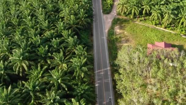 Vista aérea viajando en bicicleta por carretera en naturaleza tropical — Vídeos de Stock