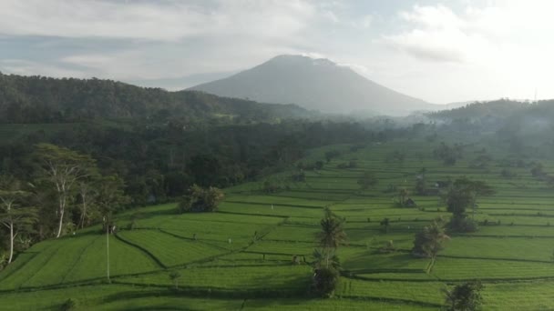 Vedere de sus a câmpurilor de orez verde în Valea Muntelui din Bali, Indonezia. Peisaj tropical pitoresc în zona rurală din apropierea vulcanului . — Videoclip de stoc