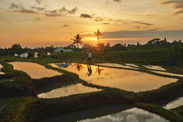 Rice Fields With Sunset Reflection In Water, Pererenan, Bali, Indonesia. Farmer Working On Terraced Tropical Landscape In Evening. — Stock Photo, Image