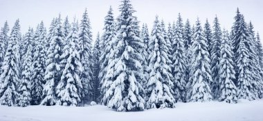 Karlı kış ormanının panoramik manzarası.