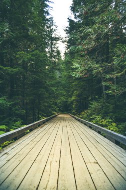 Ahşap köprü Nehri köknar ağaçlarıyla