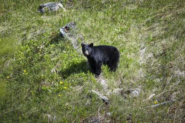 Unga Vilda Brunbjörn Naturliga Livsmiljö — Stockfoto