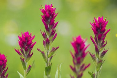 Bitkiler, çiçekler bulanık doğal zemin üzerine Görünümü Kapat.