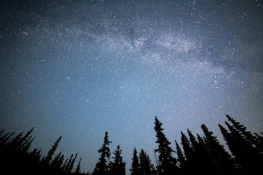 Yıldızlı gökyüzü ile gece orman