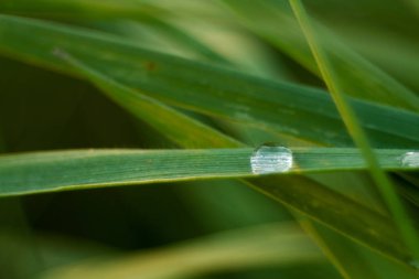 Su damlaları ile yeşil çim kırpılmış görünümü