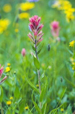 Bitkiler, çiçekler bulanık doğal zemin üzerine Görünümü Kapat.