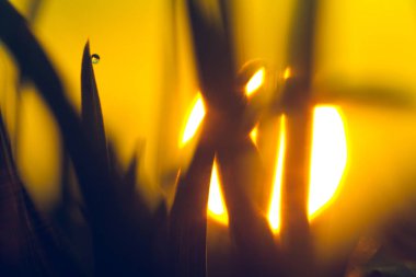 Gün batımı zemin üzerine yeşil çim ayrıntı görünümü