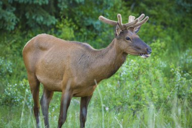 Genç geyik ormanda otlatma