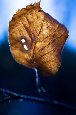 Kurutulmuş sonbahar yaprak yakın çekim