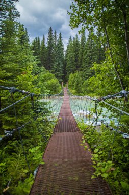 Asma köprü Nehri köknar ağaçlarıyla