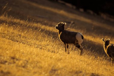 Dağlardaki otlatma keçi