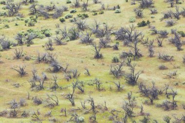Zavallı ağaç ve çalı kurutulmuş alanıyla