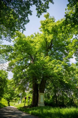 Parlak yeşil ağaçlar ile Park