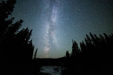 Yıldızlı gökyüzü parlayan ile gece orman