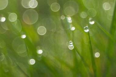 Bokeh ile yeşil çim görünümünü kırpılmış