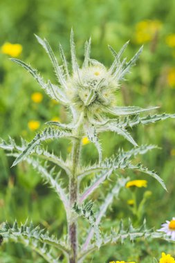 Bitkiler, çiçekler bulanık doğal zemin üzerine Görünümü Kapat.