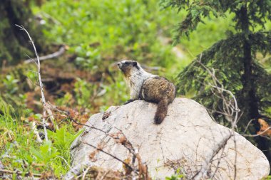 Canadian Marmot sitting on rock. clipart