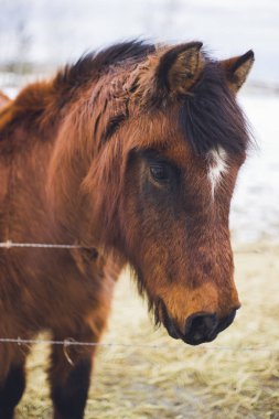 Tüylü dağ at, kış arka plan.