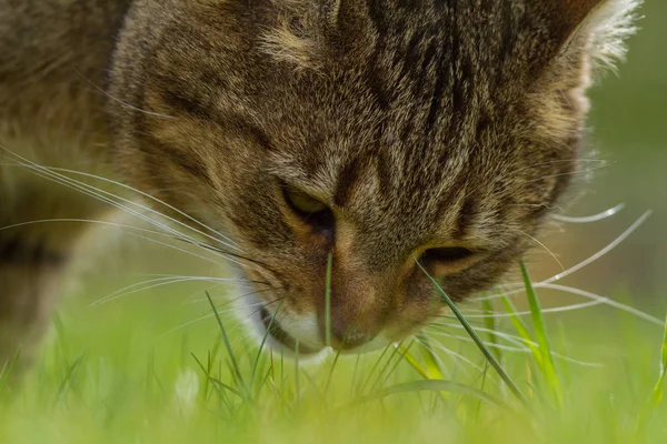 吃绿草 排毒的家养猫 — 图库照片