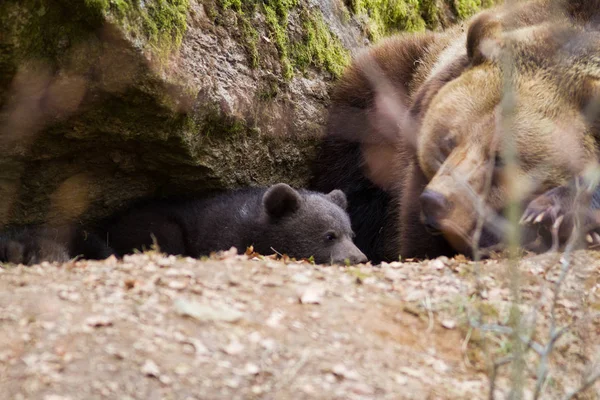 Mãe Urso Com Filhotes Floresta — Fotografia de Stock