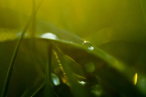 Vista Detallada Hierba Verde Con Bokeh Rocío Matutino — Foto de Stock