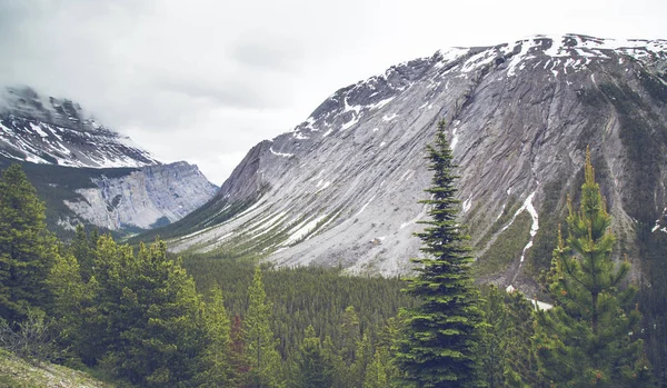 Hohe Berge Mit Tannen — Stockfoto