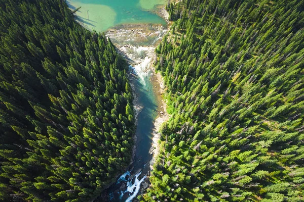 Aerial View Coniferous Forest Turquoise River — Stock Photo, Image