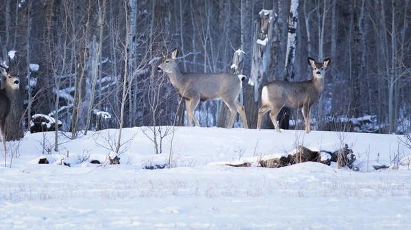 Group of young deers in winter forest