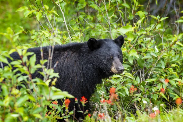 Urso Andando Floresta Busca Comida — Fotografia de Stock