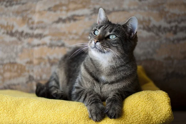 Retrato Gato Doméstico Bonito Que Coloca Toalha Amarela — Fotografia de Stock