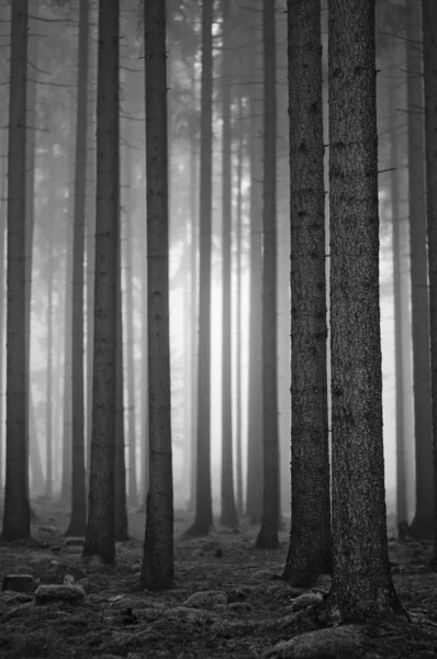 Árboles Pinos Bosque Vista Blanco Negro — Foto de Stock